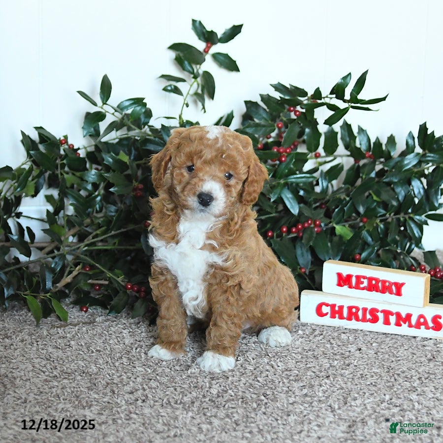 Mini Goldendoodle dogs King - Ad 1