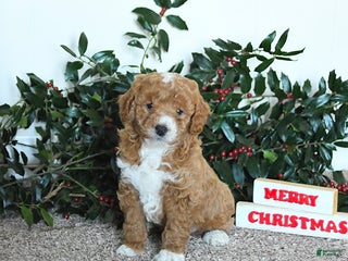 Mini Goldendoodle dogs King - Ad 3