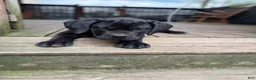 Cane Corso dogs for sale: BMO - Ad 3