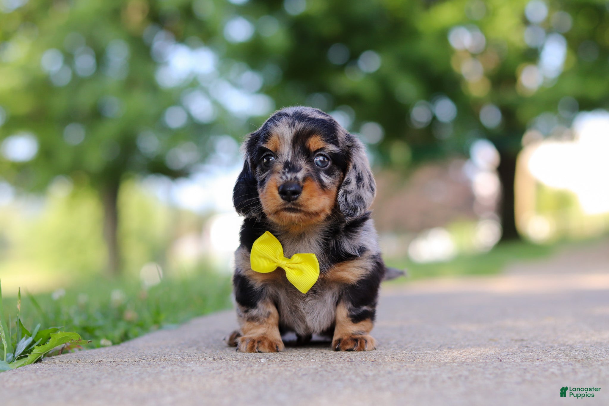 Miniature Dachshund dogs Kumquat - Ad 1