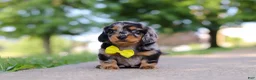 Miniature Dachshund dogs for sale: Kumquat - Ad 1