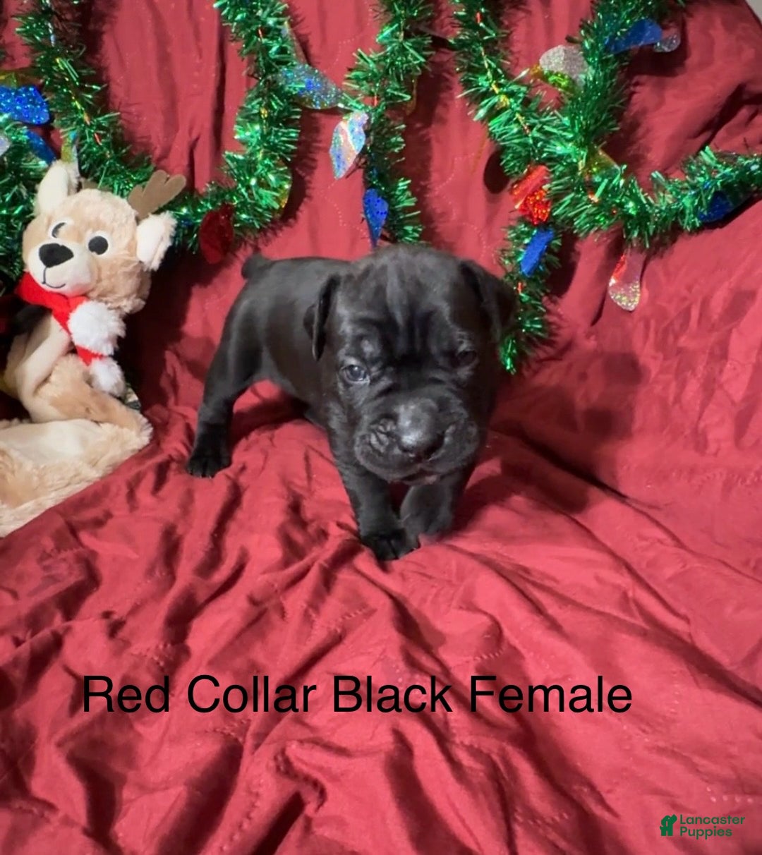 Cane Corso dogs for sale: Red - Ad 6