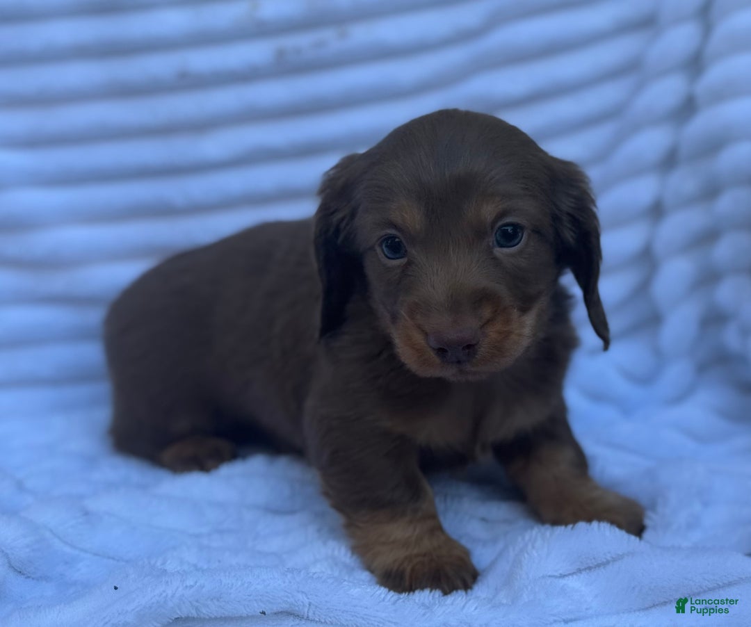 Miniature Dachshund dogs for sale: Fluffy - Ad 4