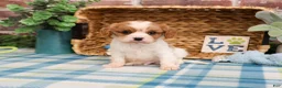 Cavalier King Charles Spaniel dogs for sale: Keanu  - Ad 4