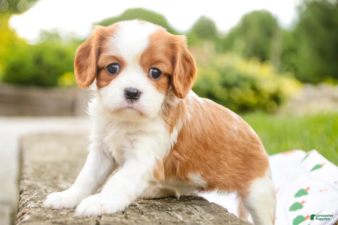 Cavalier King Charles Spaniel dogs for sale: Evie - Ad 1