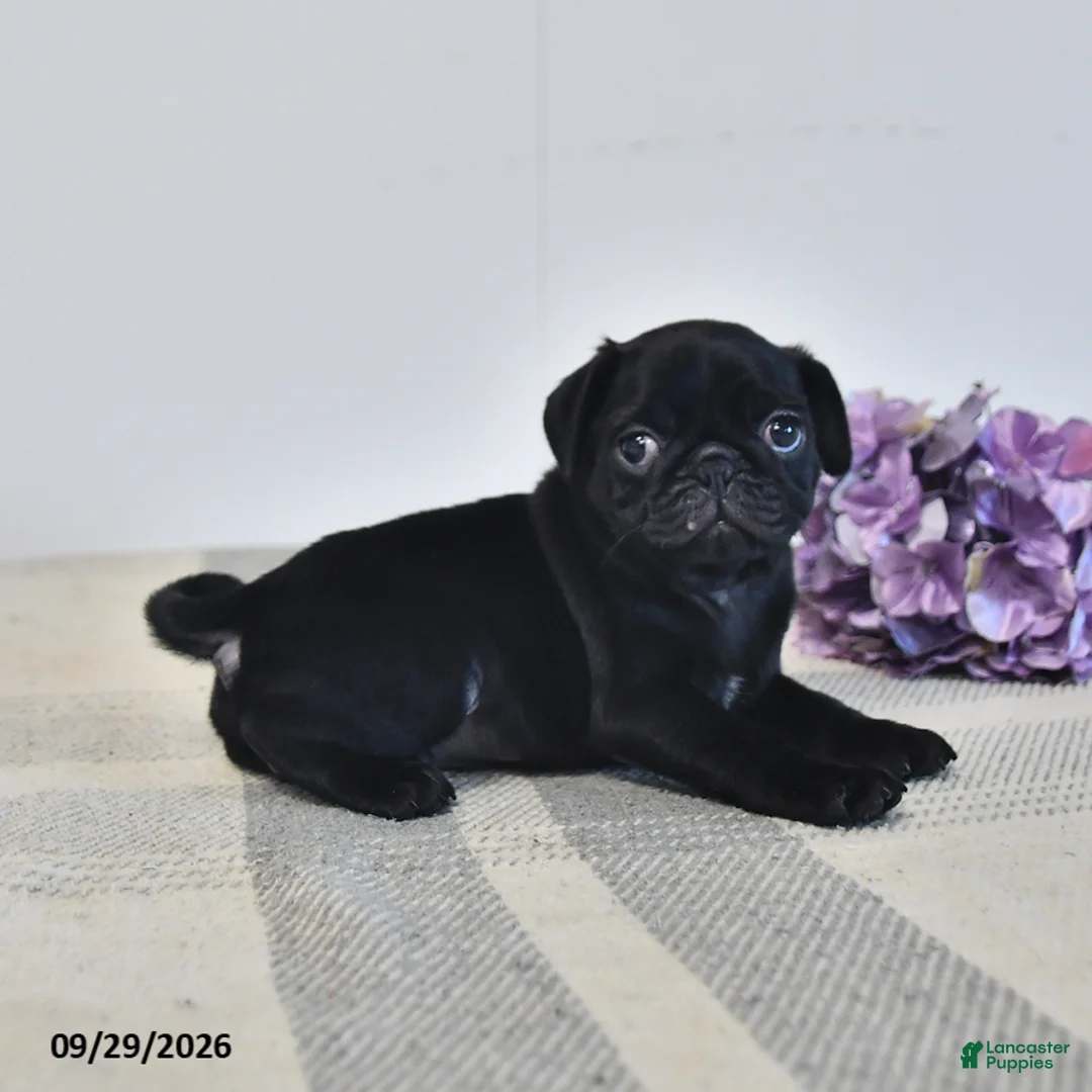 Pug dogs for sale: Odessa - Ad 3