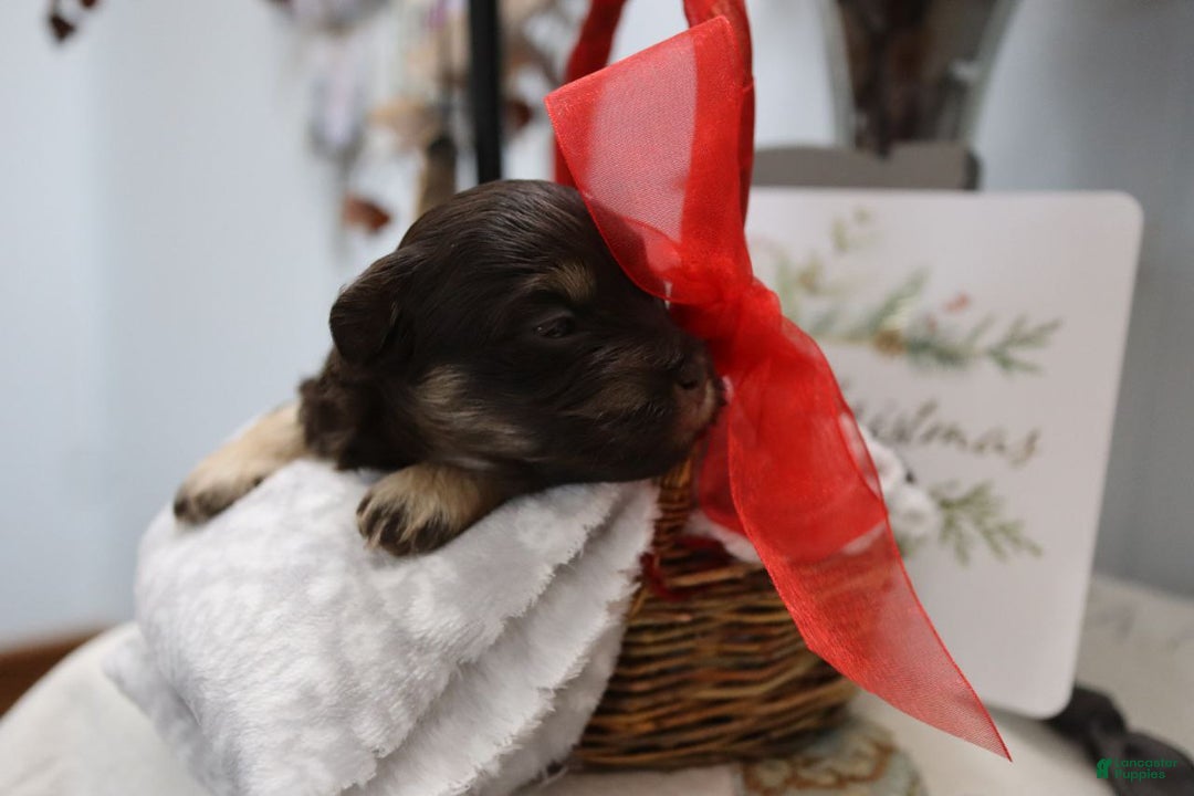 Havanese dogs for sale: Hershey Kiss - Ad 7