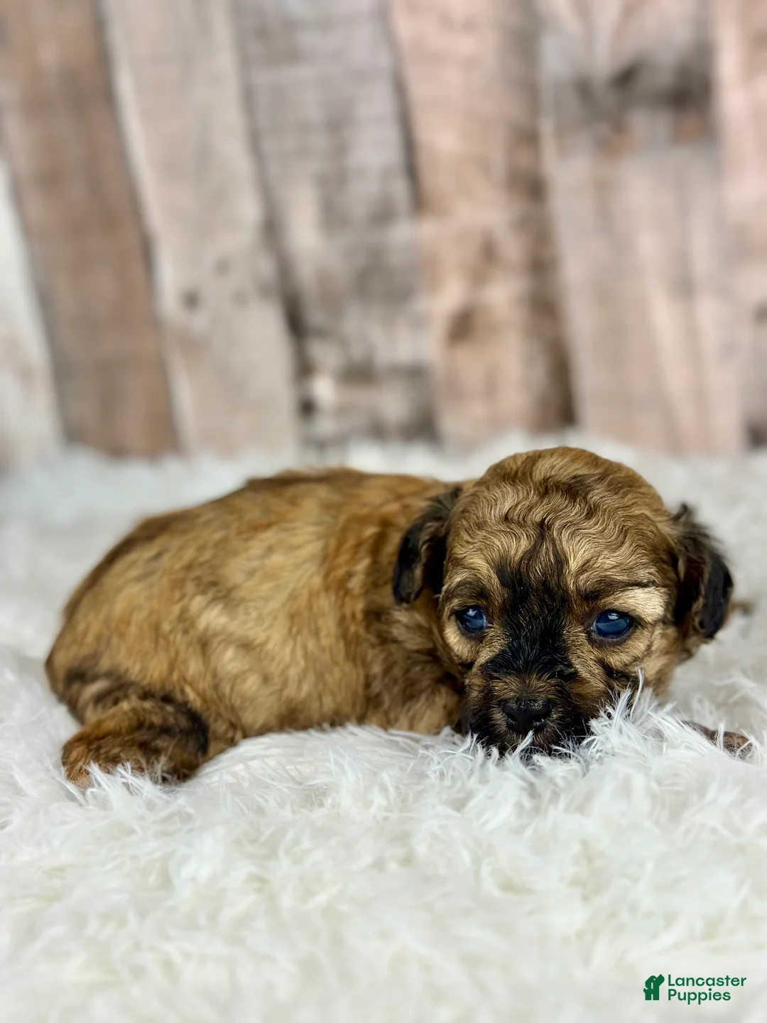 Shihpoo dogs for sale: Boy Snoopy - 0193 - Ad 13