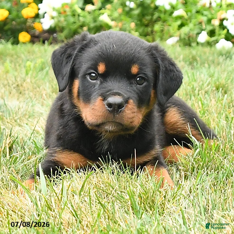 Rottweiler dogs Kiara - Ad 2
