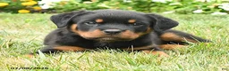 Rottweiler dogs for sale: Kiara - Ad 2