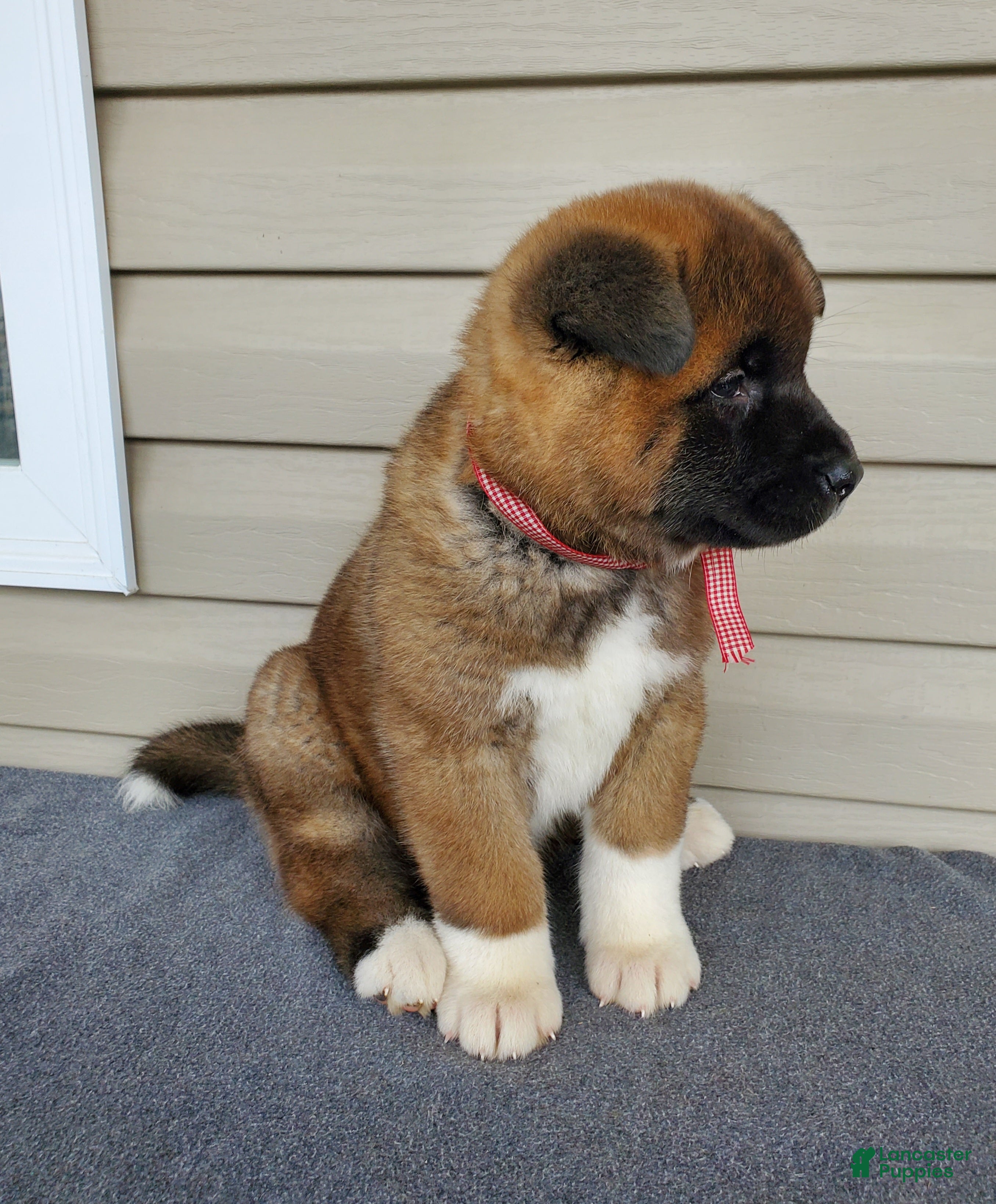 Akita dogs Indi - Ad 2