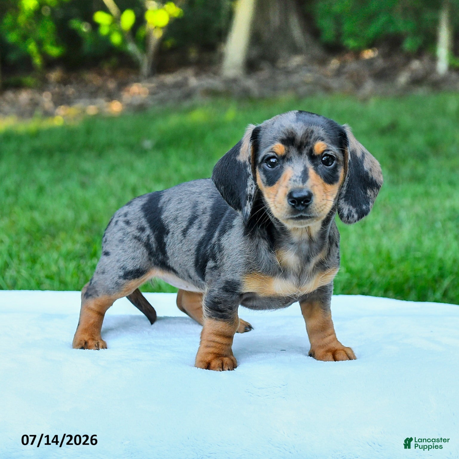 Miniature Dachshund dogs Davina - Ad 1