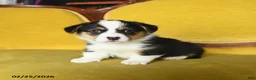 Welsh Corgi Pembroke dogs for sale: Toola - Ad 2