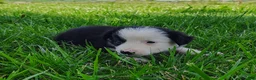 Border Collie dogs for sale: Skipper  - Ad 7