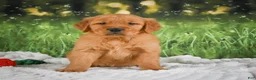 Golden Retriever dogs for sale: Kobe - Ad 4