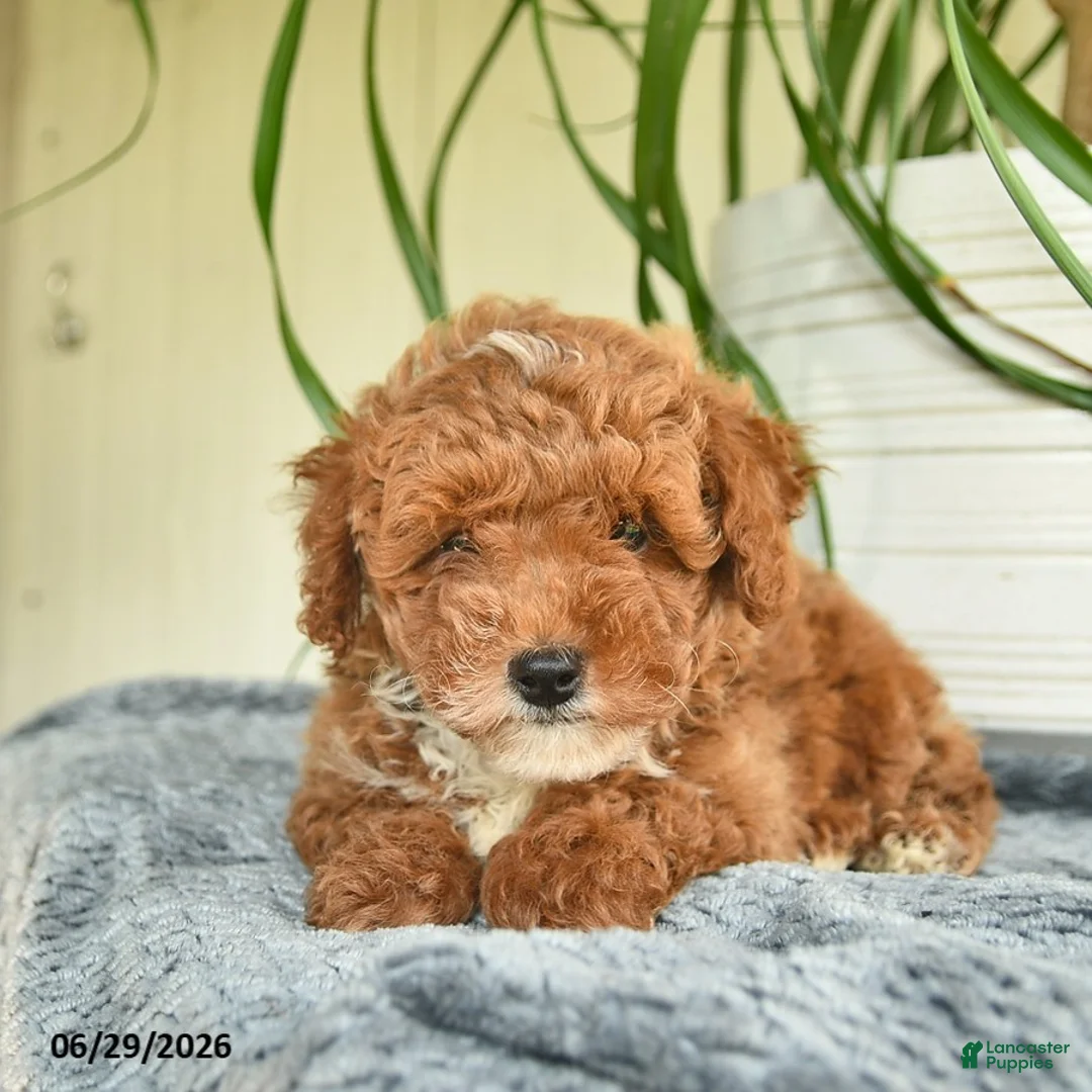 Toy Poodle dogs for sale: Ryan  - Ad 3
