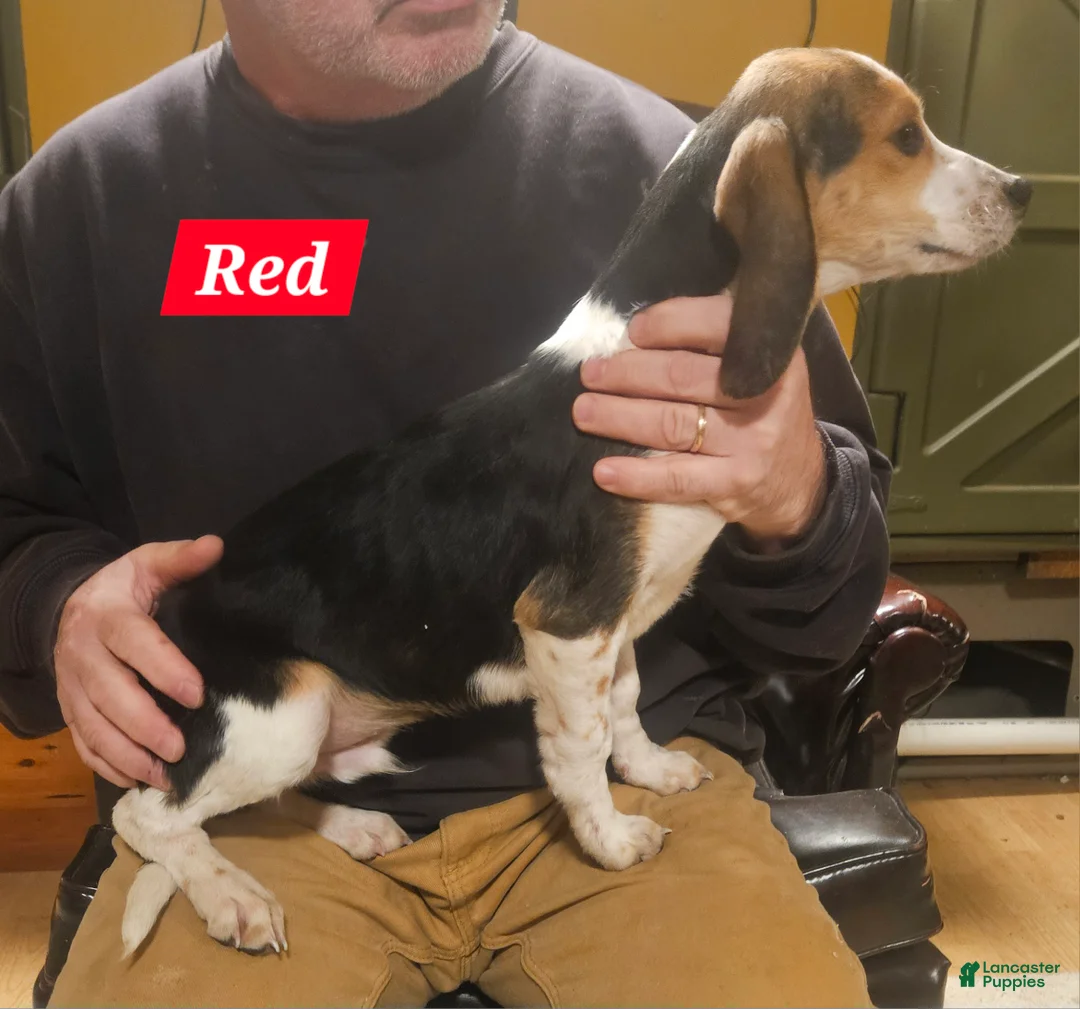 Beagle dogs for sale: Beagle Puppy 3 - Ad 1