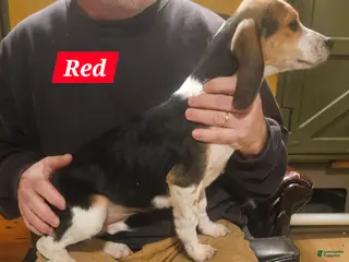 Beagle dogs Beagle Puppy 3 - Ad 25