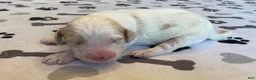Labradoodle dogs for sale: Finn - Ad 6