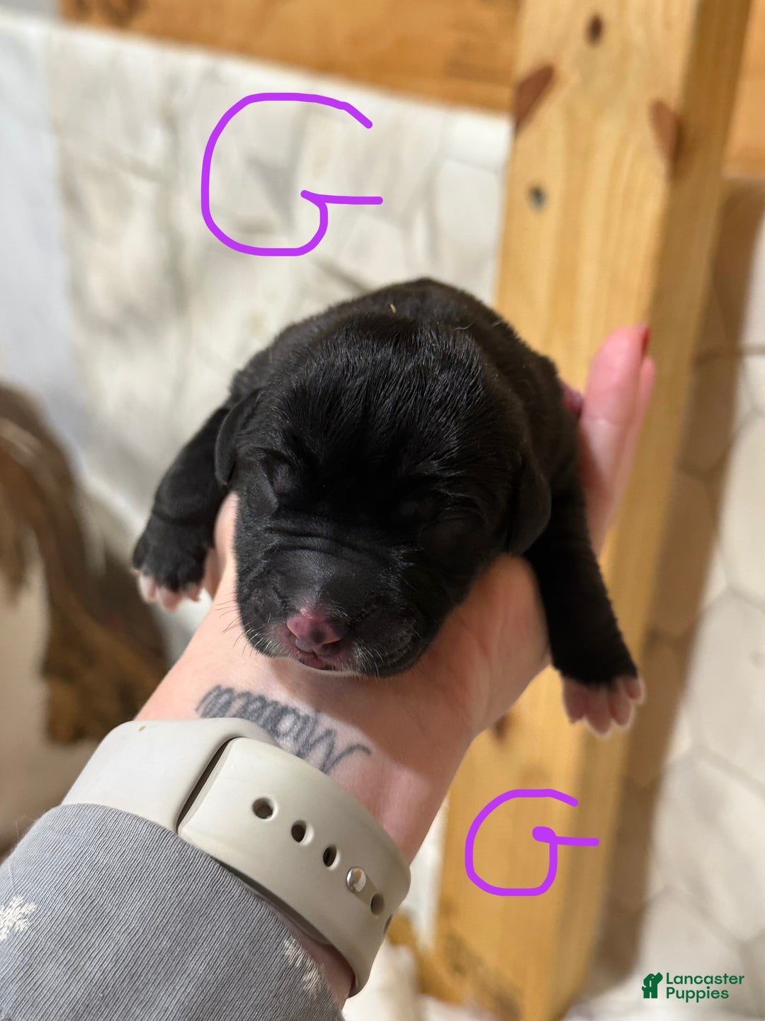 Great Dane dogs for sale: Great Dane Puppy 7 - Ad 1