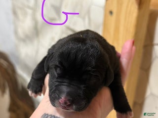 Great Dane dogs Great Dane Puppy 7 - Ad 41