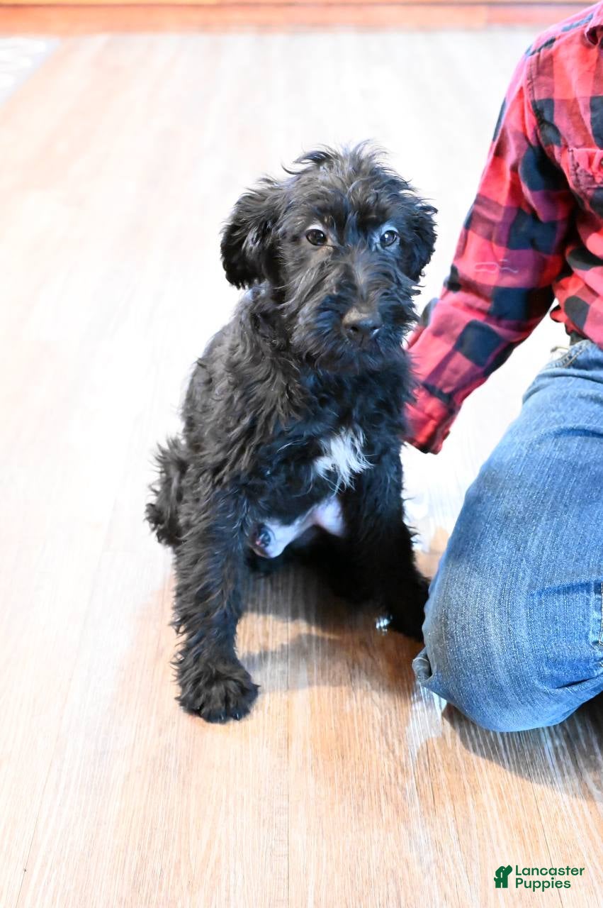 Mixed Breed dogs Cedar - Ad 1