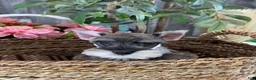 Miniature Schnauzer dogs for sale: Molly - Ad 1