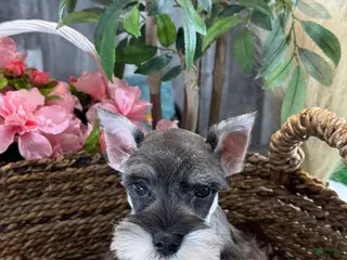 Miniature Schnauzer dogs Molly - Ad 27