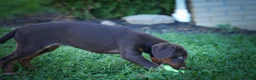 Doberman Pinscher dogs for sale: PENNY - Ad 14