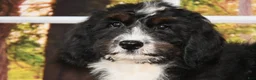 Bernedoodle dogs for sale: Dora Bernedoodle 6 - Ad 5