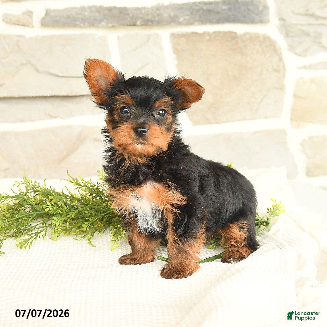 Yorkshire Terrier dogs Samuel - Ad 2