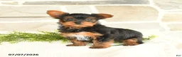 Yorkshire Terrier dogs for sale: Samuel - Ad 2