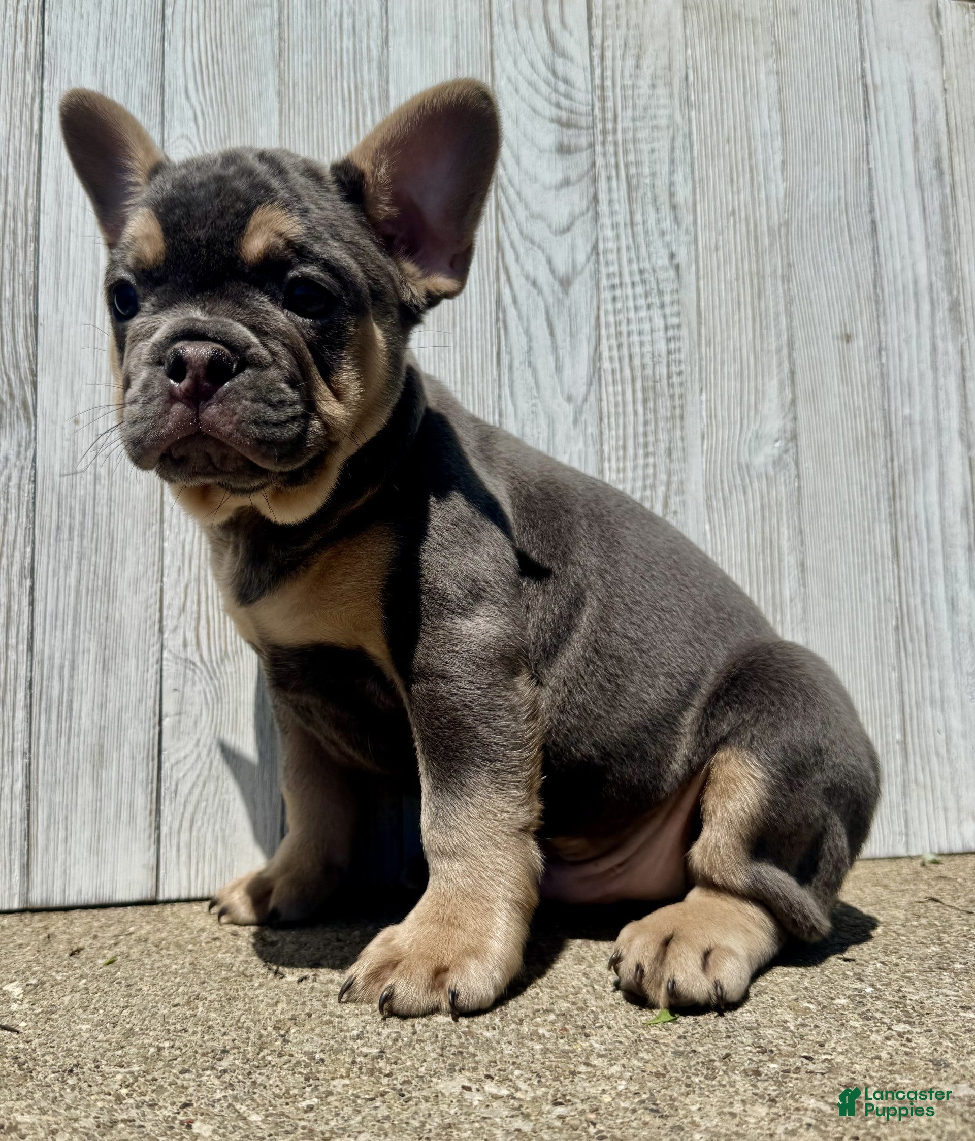 French Bulldog dogs Chance - Ad 2