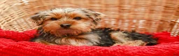 Yorkshire Terrier dogs for sale: Mittens - Ad 3