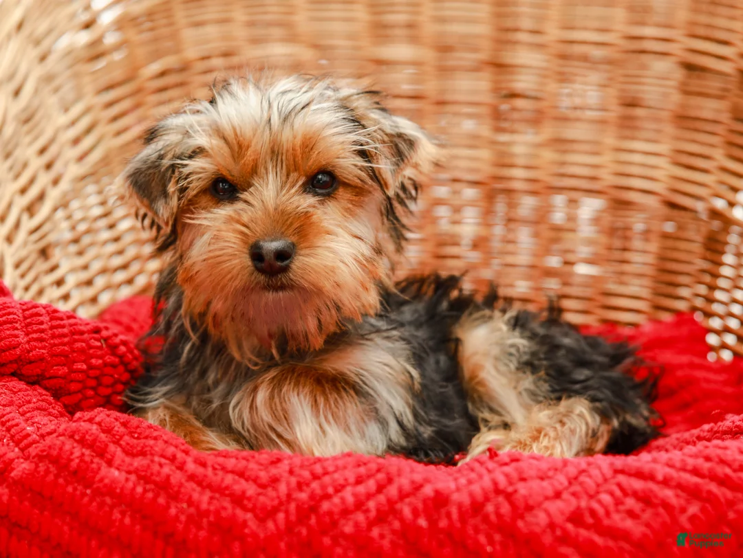 Yorkshire Terrier dogs for sale: Mittens - Ad 3