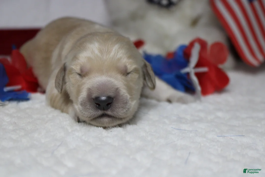 Golden Retriever dogs for sale: Focaccia  - Ad 2