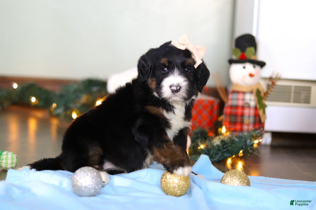Bernedoodle dogs for sale: Star - Ad 2