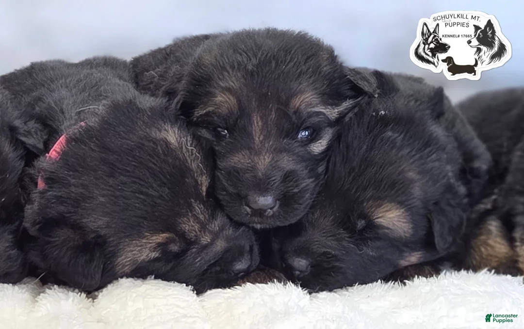 German Shepherd dogs for sale: Skye  - Ad 5