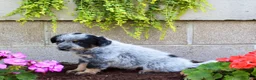 Australian Cattle Dog dogs for sale: Bingo - Ad 4