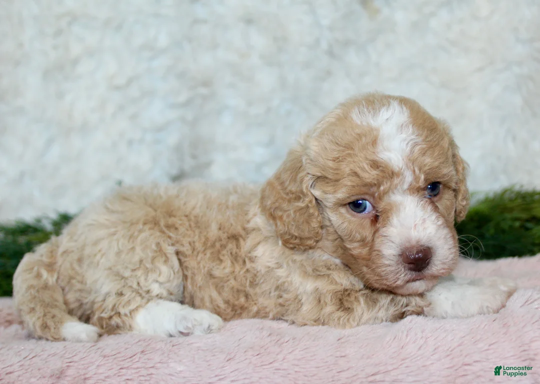 Bichpoo dogs for sale: Bichpoo 4 - Ad 2