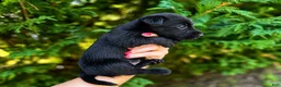 Scottish Terrier dogs for sale: Lachlan-AKC-HealthTestedParents - Ad 9