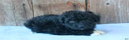 Mixed Breed dogs for sale: Elinor (toy) - Ad 5