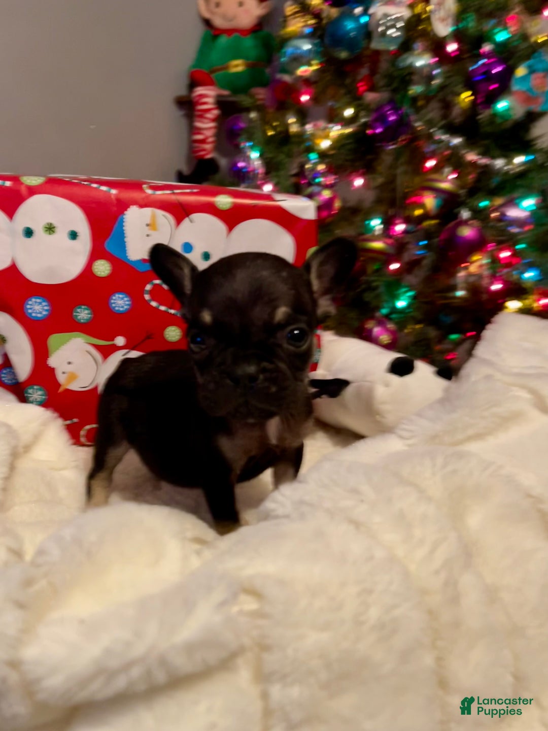 French Bulldog dogs for sale: Little man - Ad 1