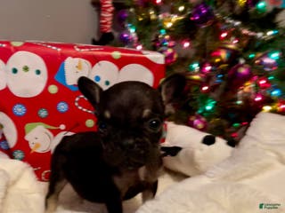 French Bulldog dogs Little man - Ad 2