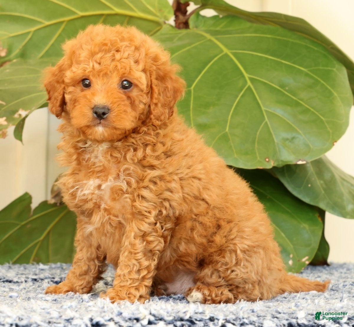 Cavapoo dogs Austin - Ad 2