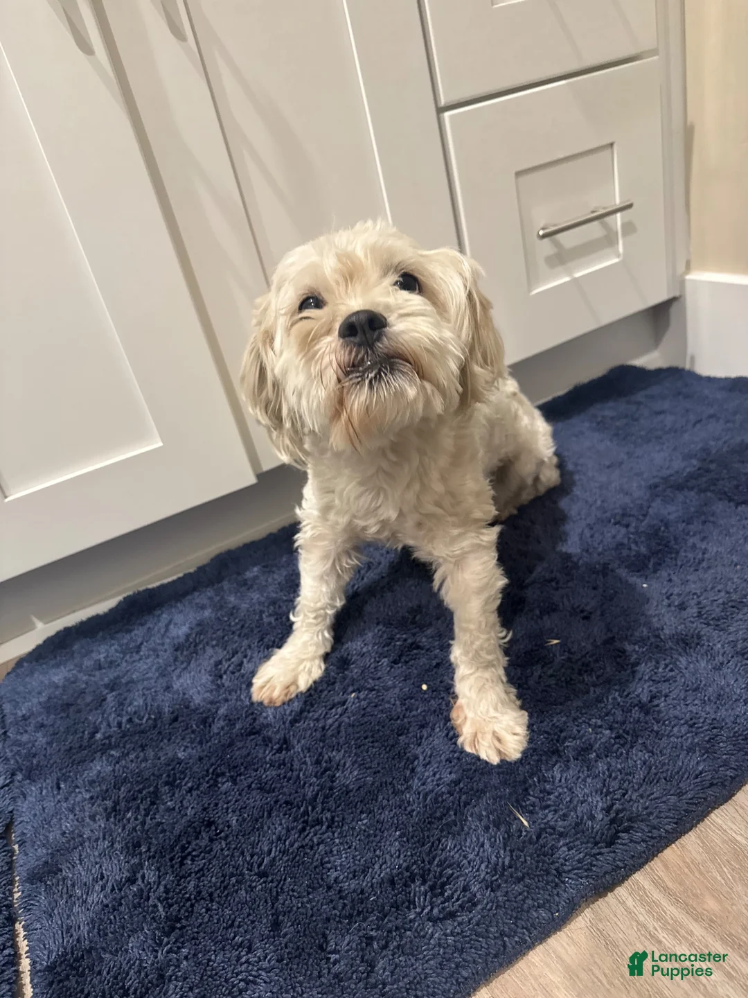 Maltipoo dogs for sale: Maltipoo 1 - Ad 7
