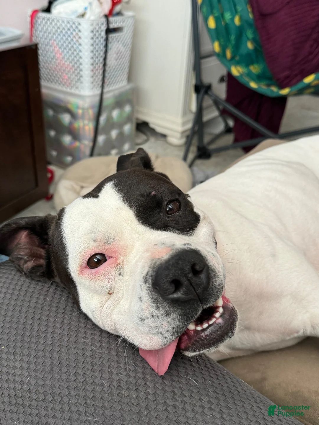 American Bully dogs for sale: Jelly - Ad 2