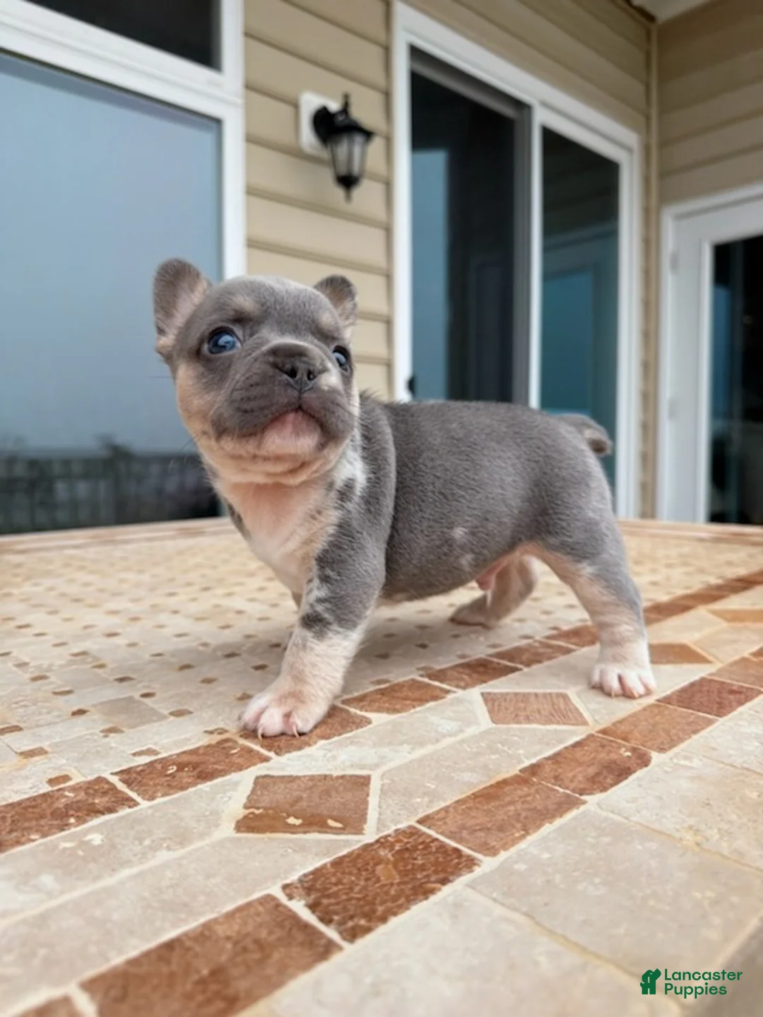 French Bulldog dogs for sale: Bruno - Ad 2