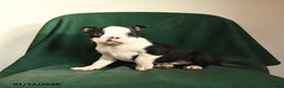 Boston Terrier dogs for sale: Fiona - Ad 1