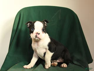 Boston Terrier dogs Fiona - Ad 1